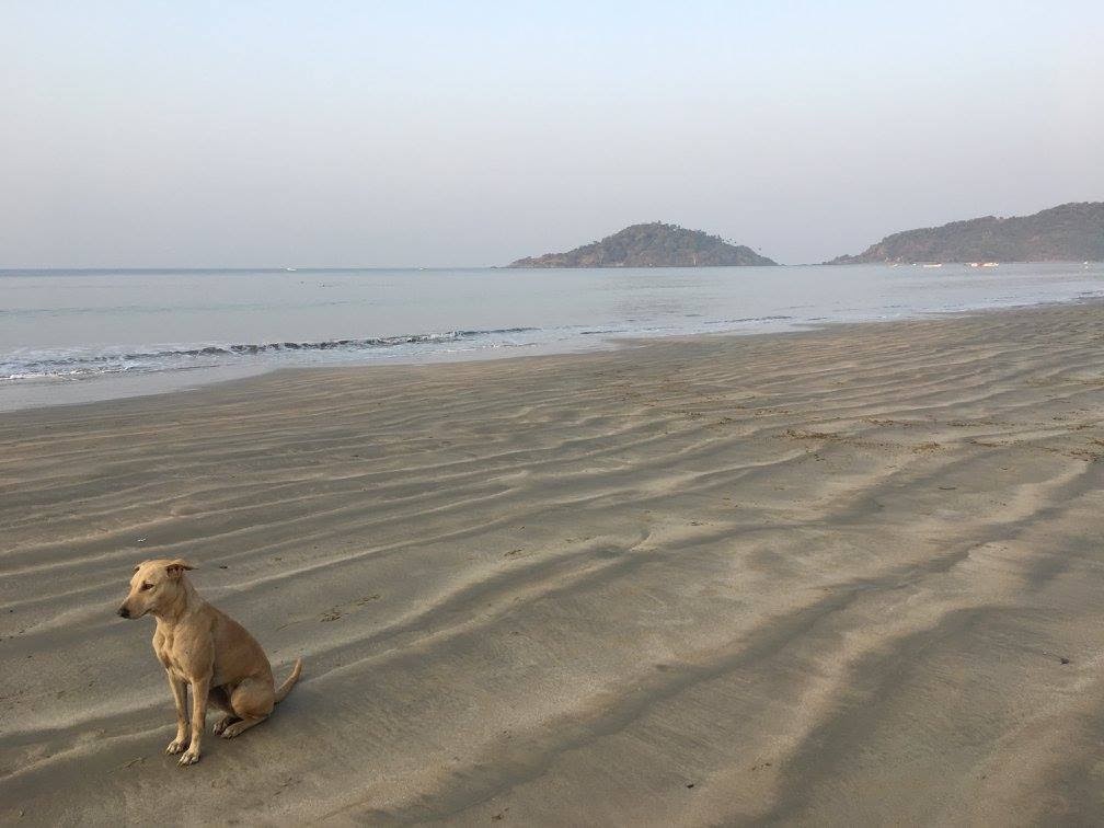 Dog on the beach, facing left. Lesser known underrated travel destinations to add to your itinerary solo female travel